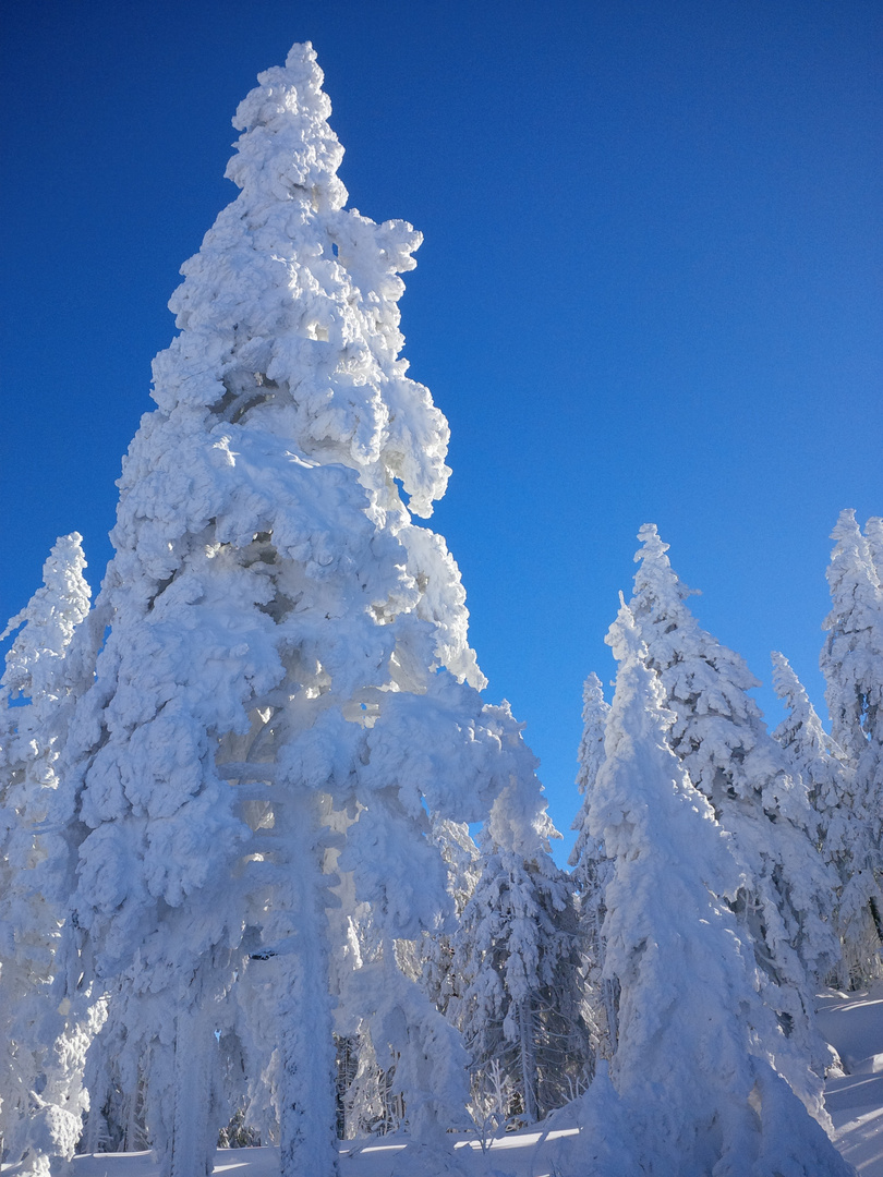 Winterwunderland