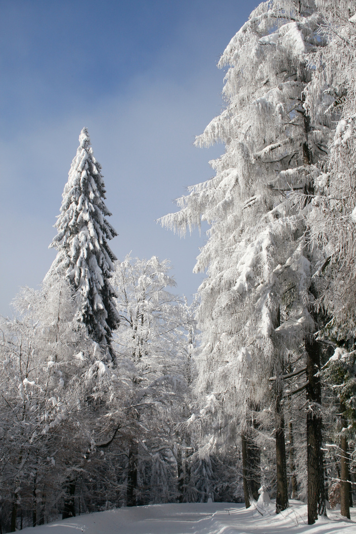 Winterwunderland