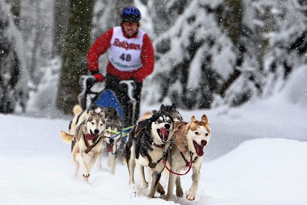 Winterwunderland