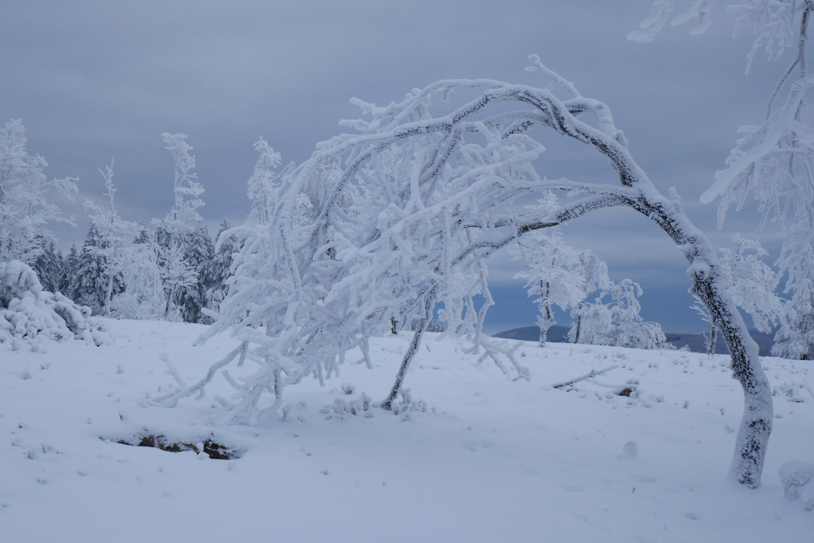 Winterwunderland (2)