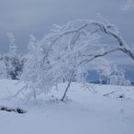 Winterwunderland (2)