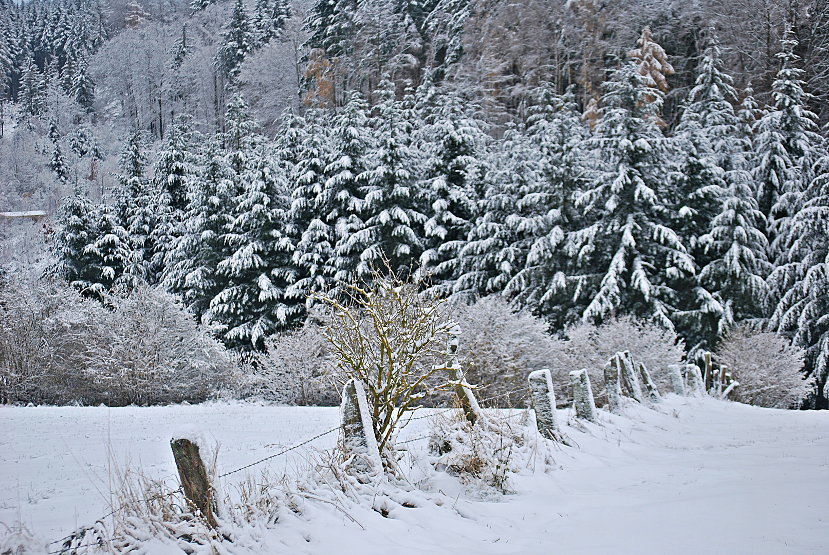 Winterwunderland...