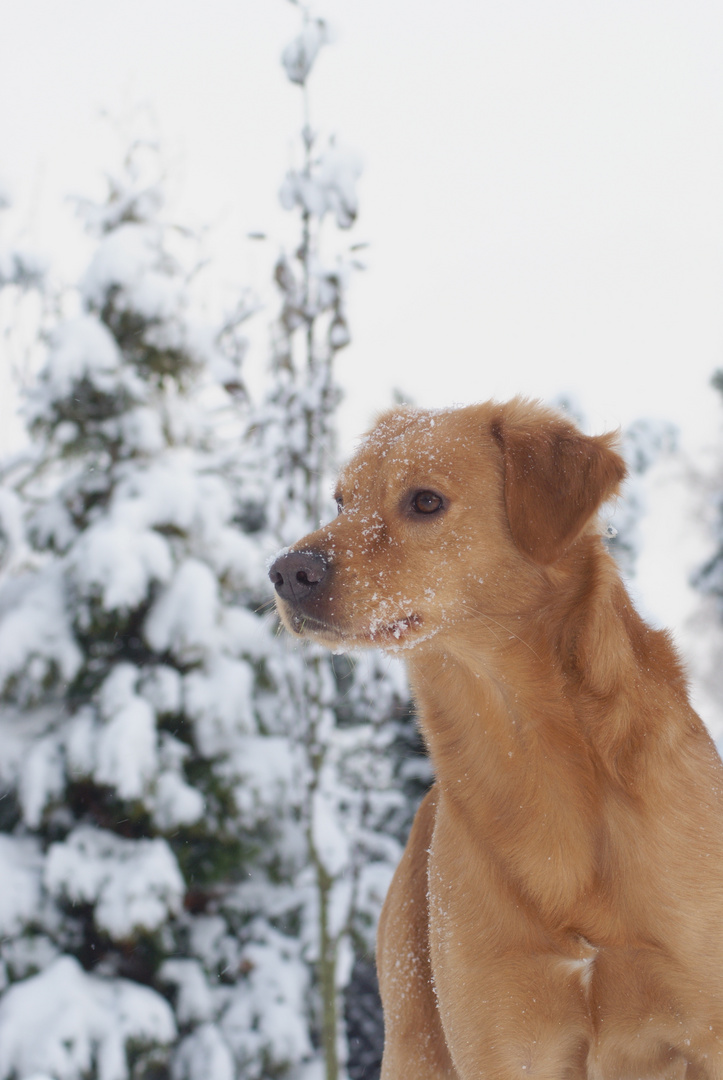 Winterwunderland...!