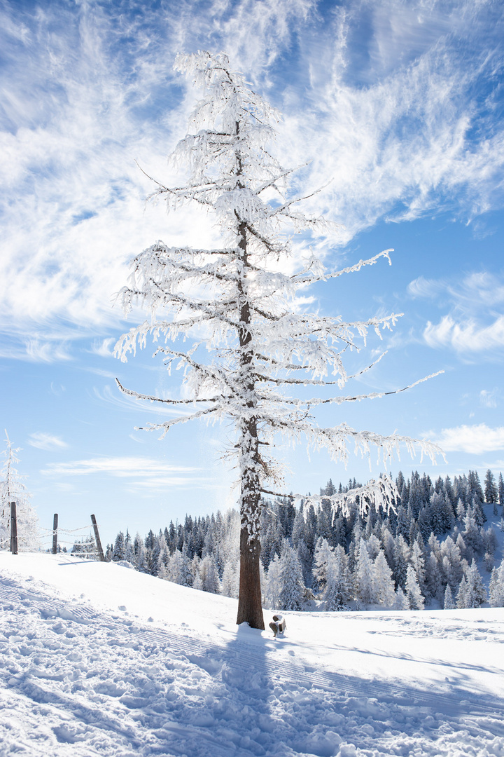 Winterwunderland