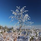 Winterwunderland