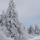 "Winterwunderland"