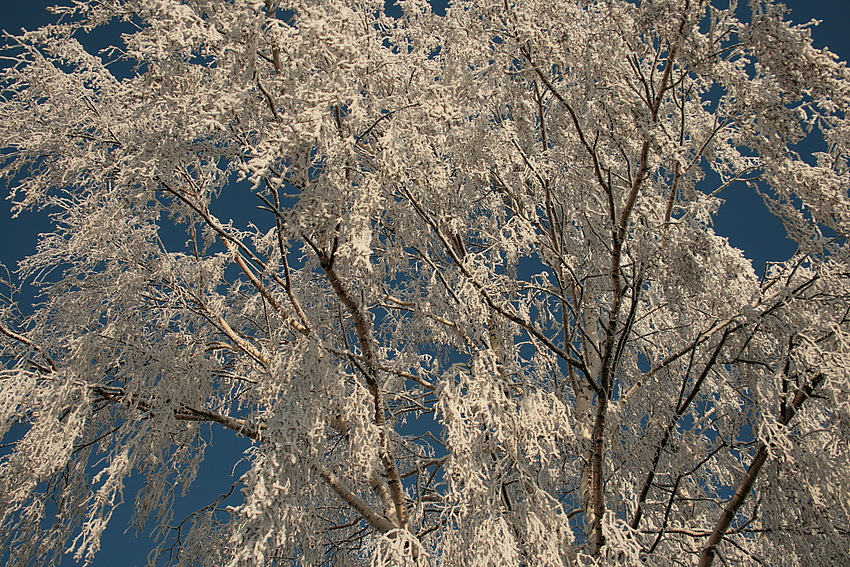 Winterwunderland