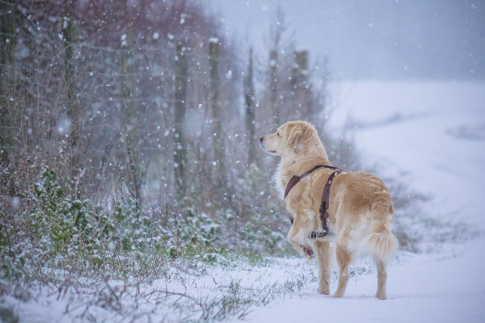 Winterwunderland 