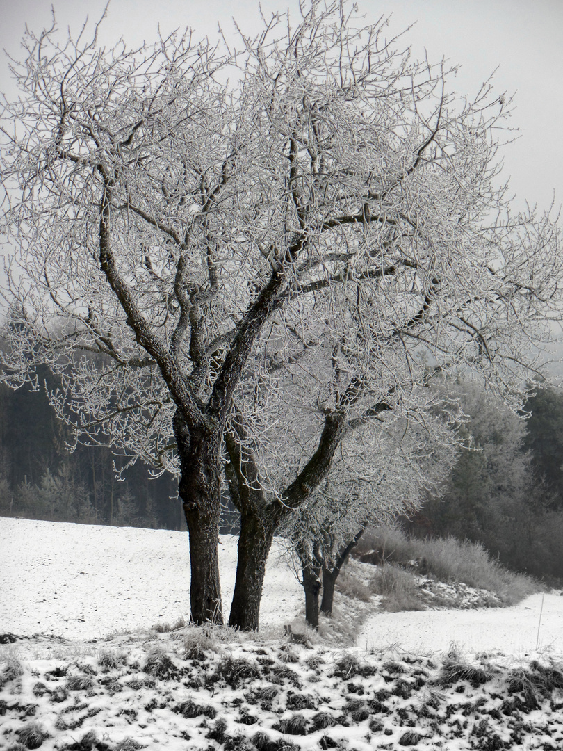 Winterwunderland