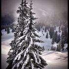 Winter_Wunder_Land