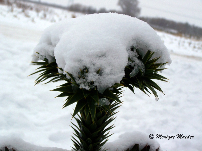 Winterwunderland