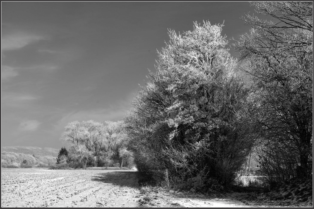 ... winterwunderland ...