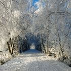 Winterwunderland II