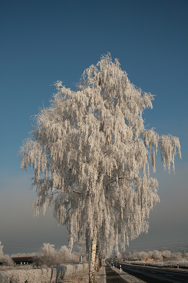 Winterwunderland II