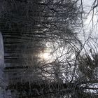 Winterwunderland im Wald
