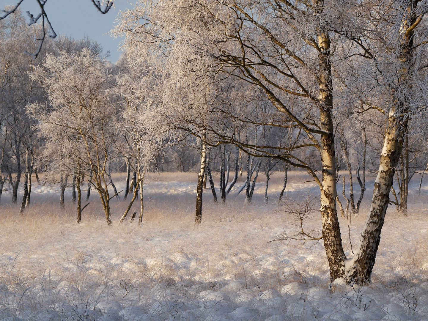 Winterwunderland Wittmoor II