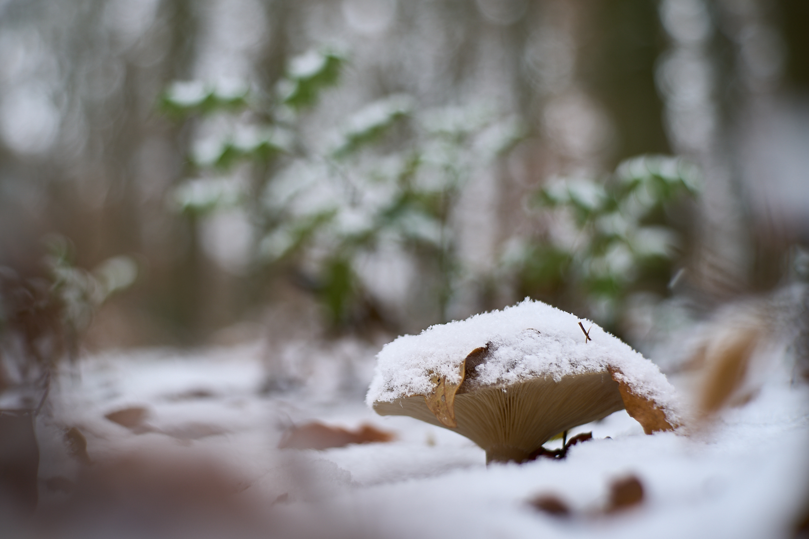 Winterwunderwald 