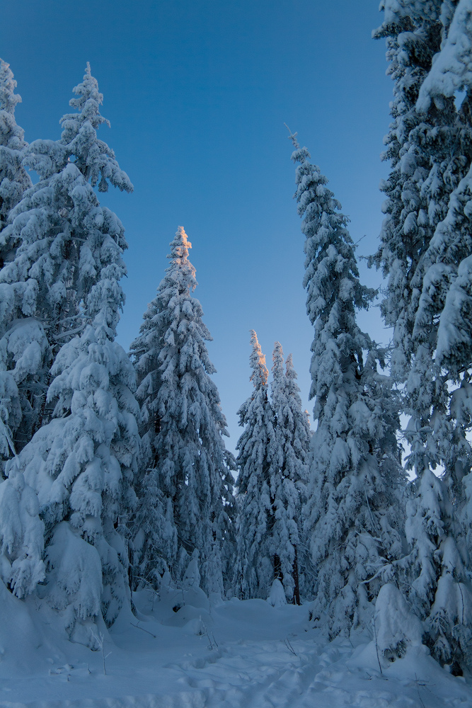 Winterwunderwald