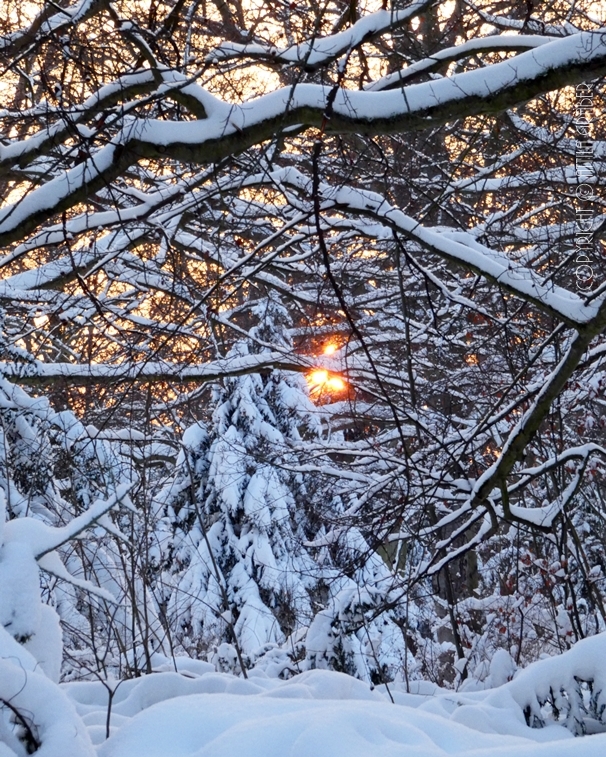 Winterwunderwald