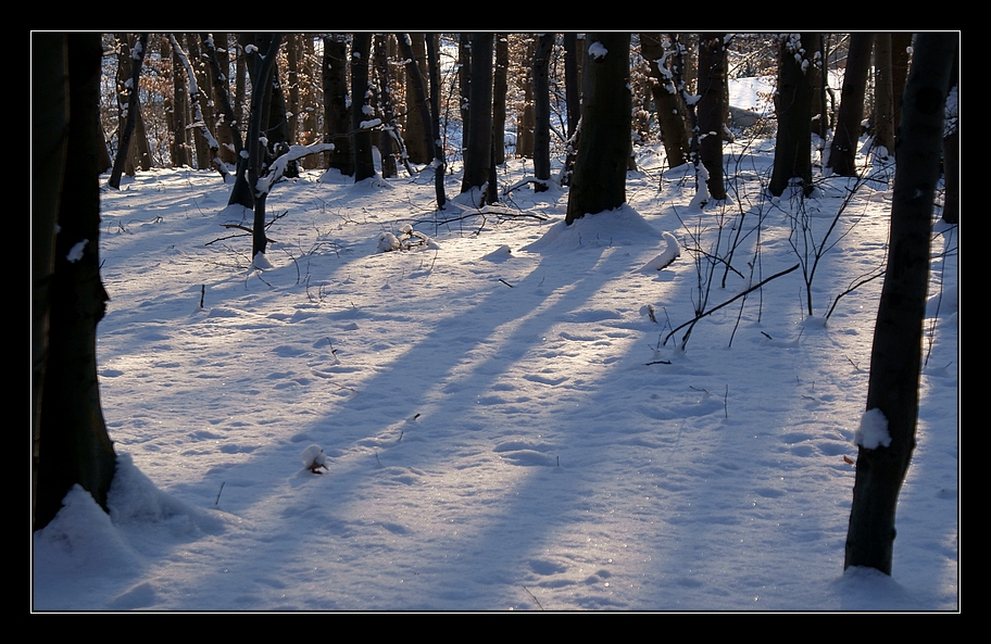 Winterwunderwald