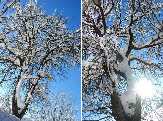 * WinterWunderWaldWeitWinkel *