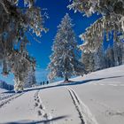 Winterwunderwelt - C1_NZ7_1696