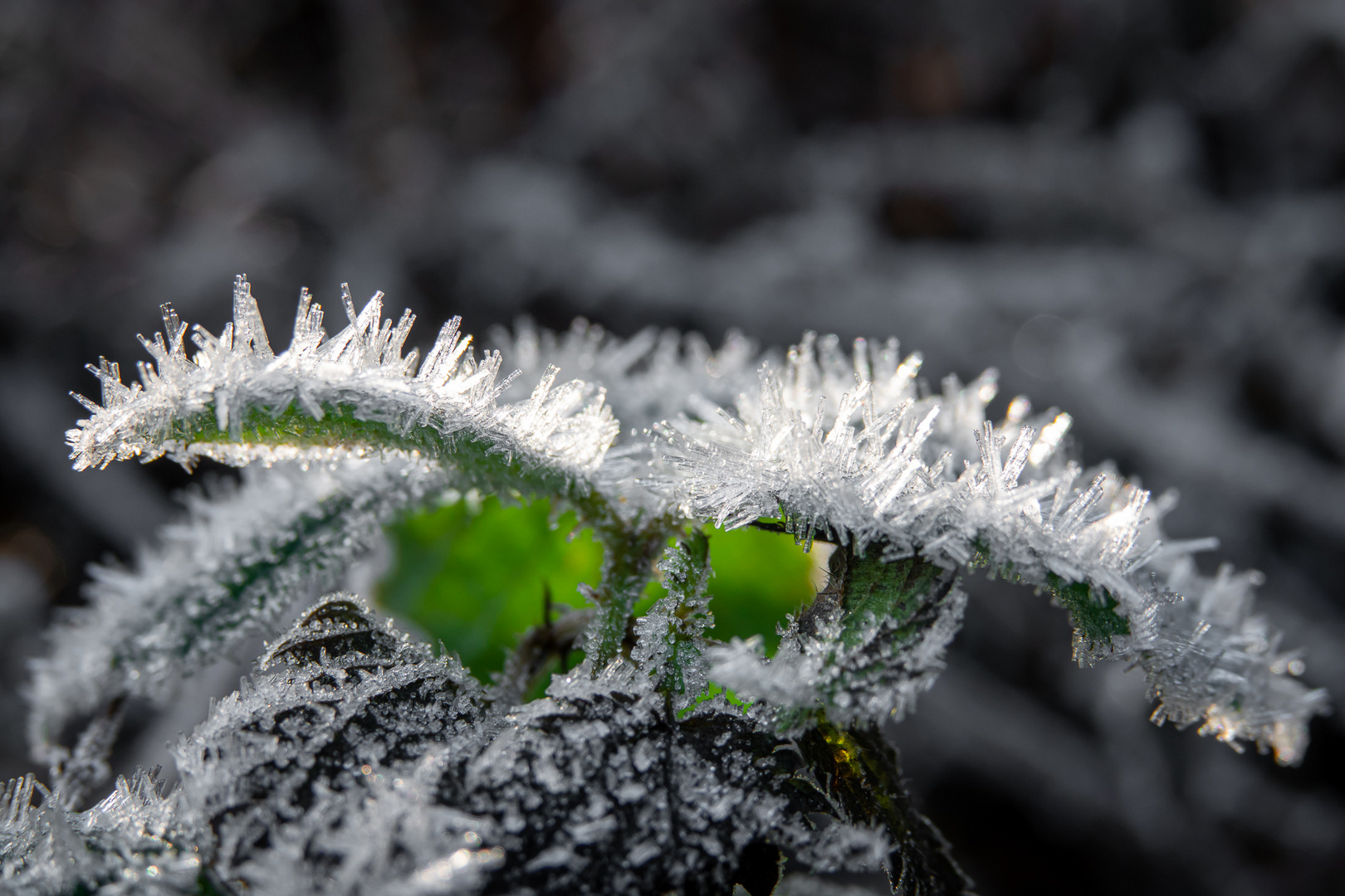 Winterwunderwelt