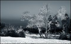 winterwunderwelt.....