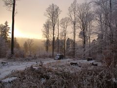 Winterwunderwelt im Odenwald