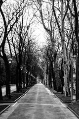Wintery avenue in the city centre