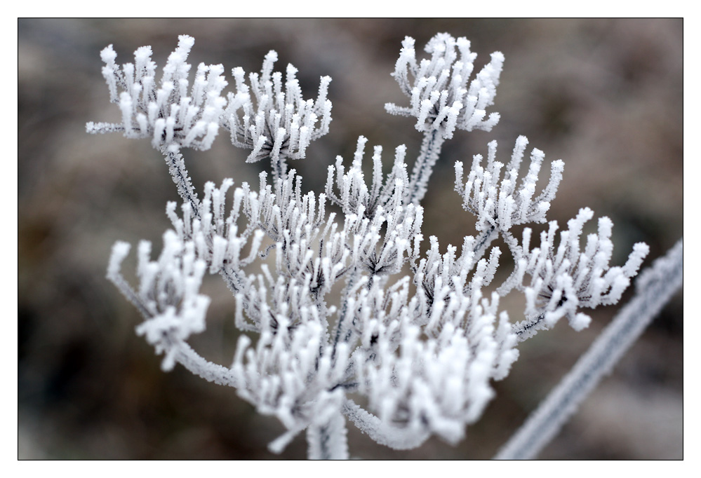 Wintery Hogweed