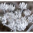 Wintery Hogweed