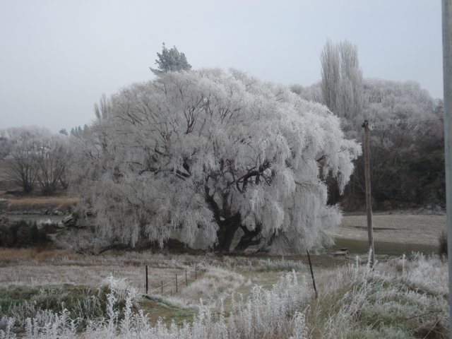 wintery willow