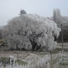 wintery willow