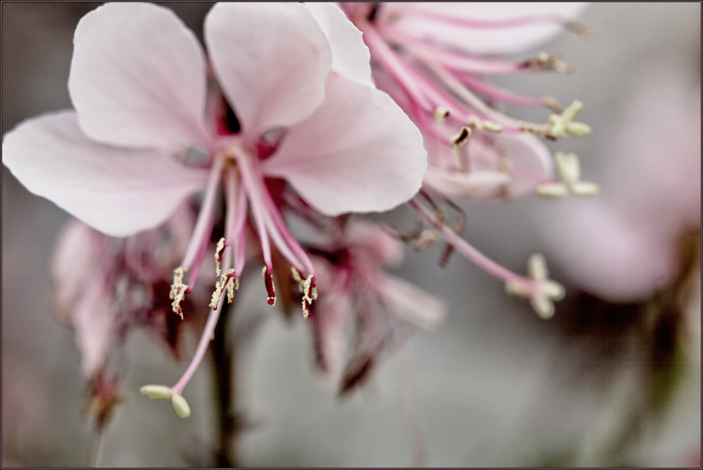 Winterzarte Gaura