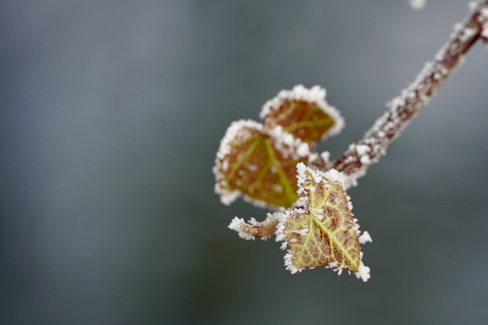 Winterzauber (1)