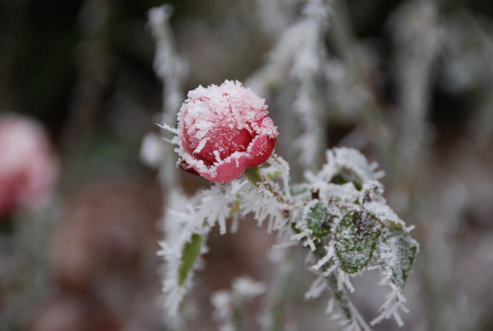 Winterzauber