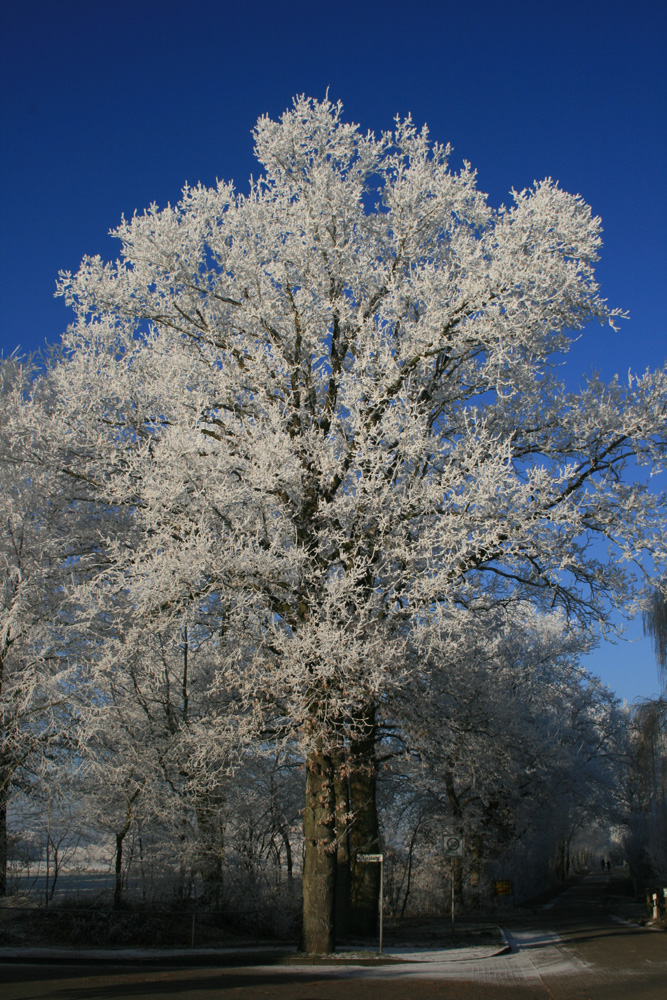 Winterzauber