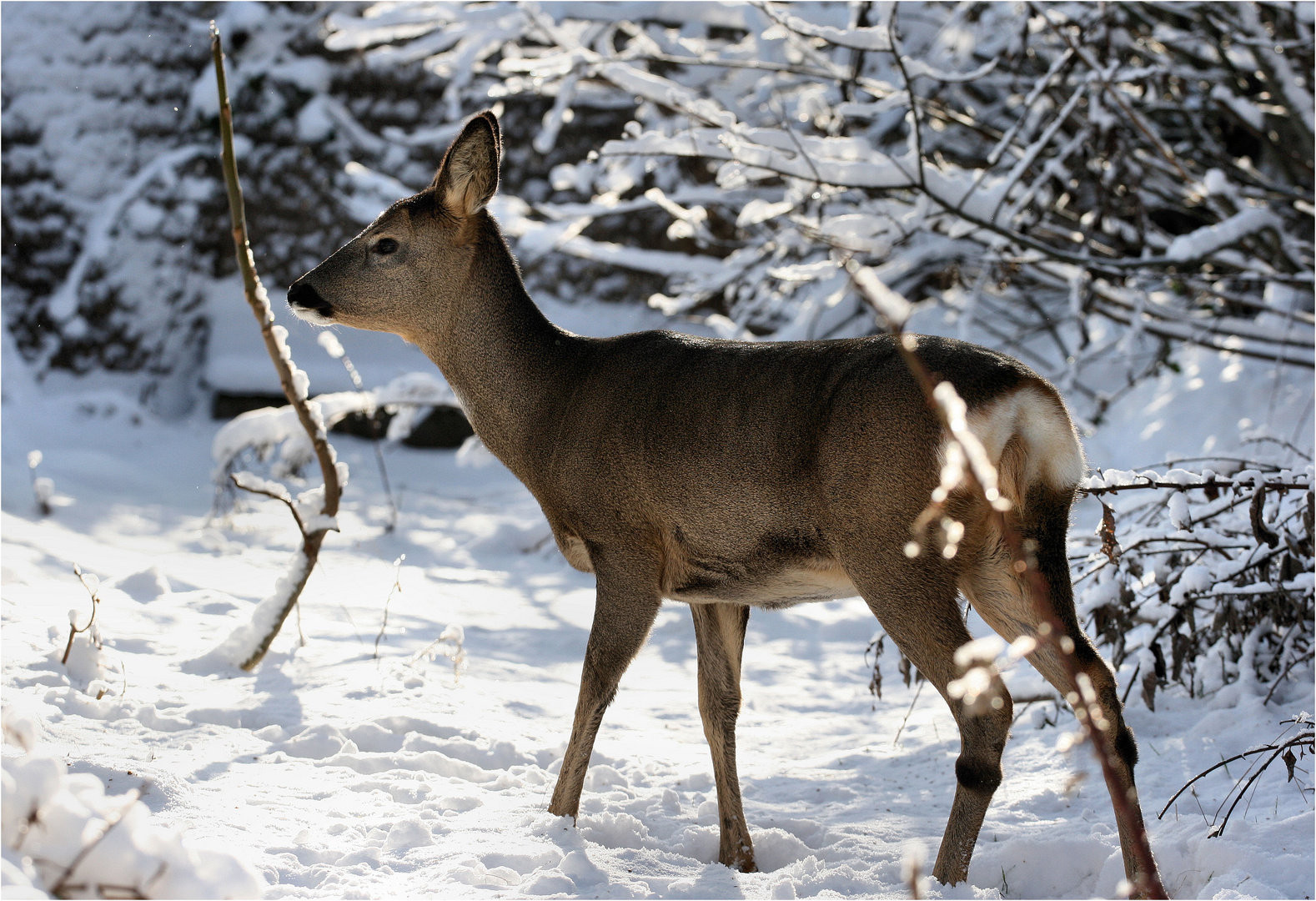 Winterzauber