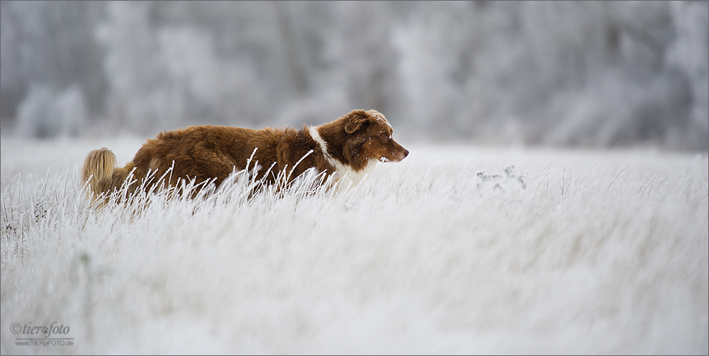 Winterzauber