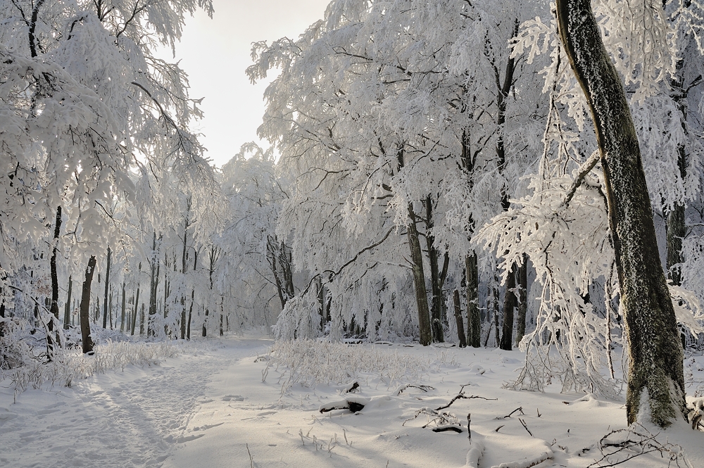 *Winterzauber am Erbeskopf*