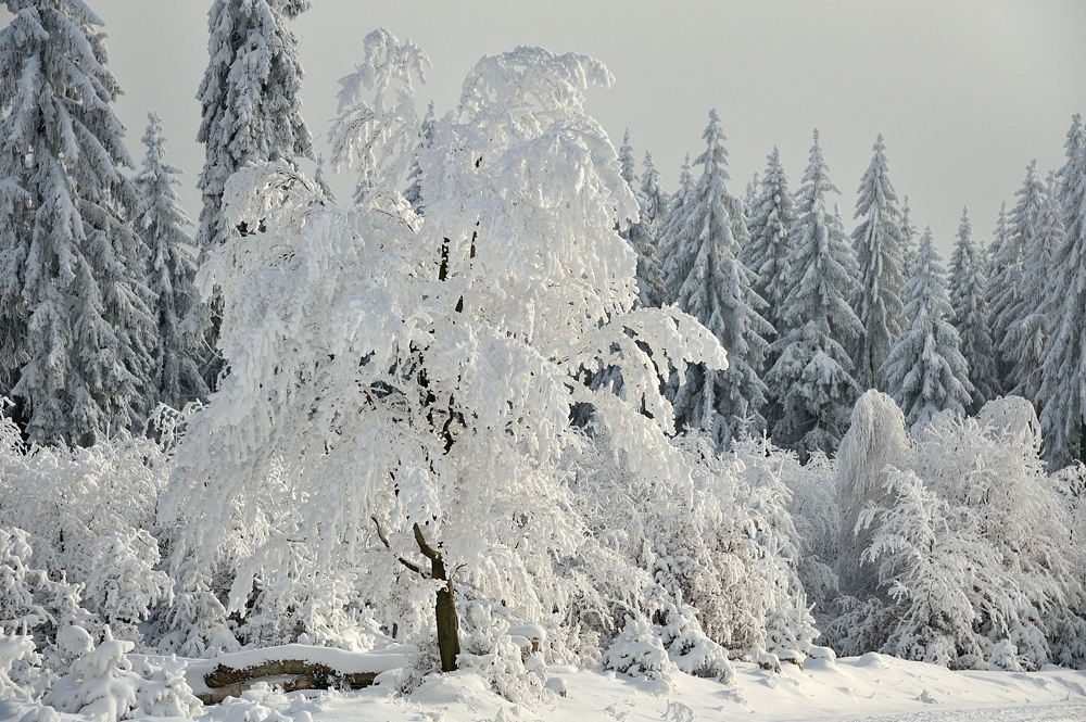 *Winterzauber am Erbeskopf V*