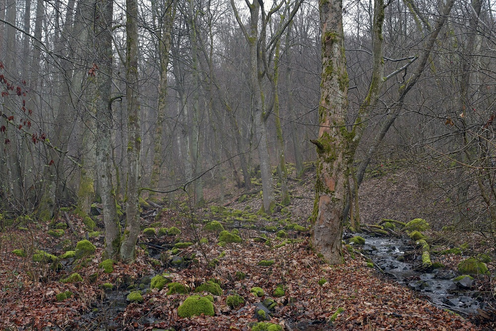 Winterzauber am Oberelsbacher Graben 06