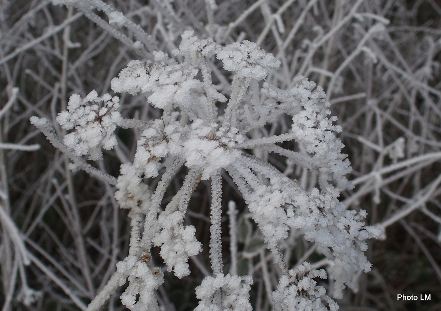 Winterzauber am Waldrand