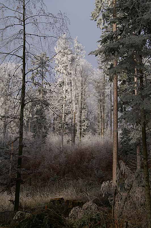 Winterzauber an der Nebelgrenze