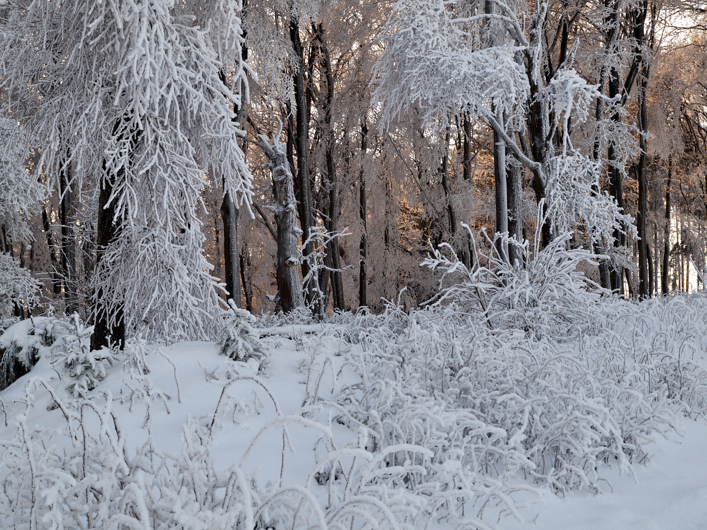 Winterzauber auf der Waldroute in Balve