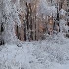 Winterzauber auf der Waldroute in Balve