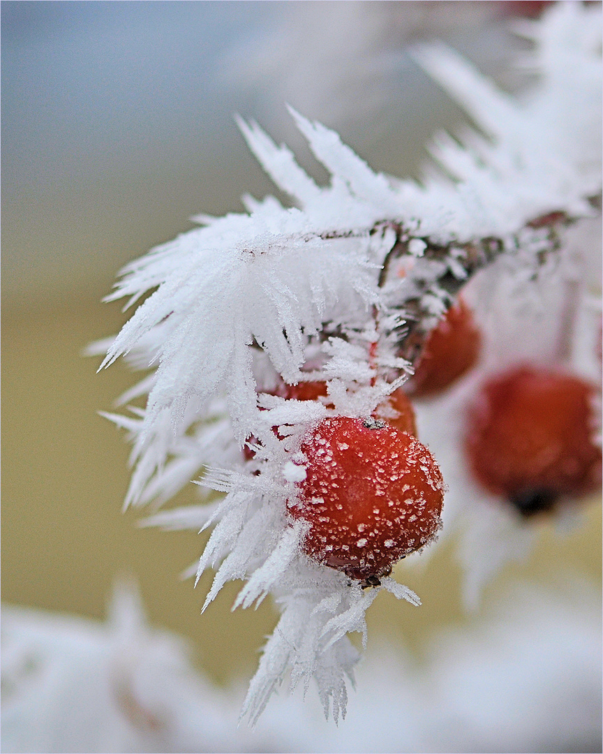 WINTERZAUBER 