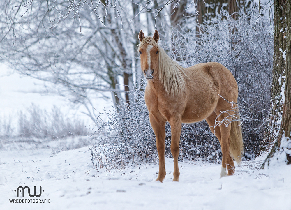 Winterzauber...