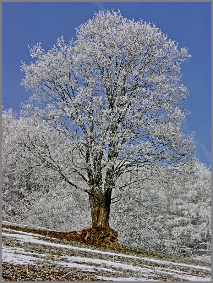 Winterzauber